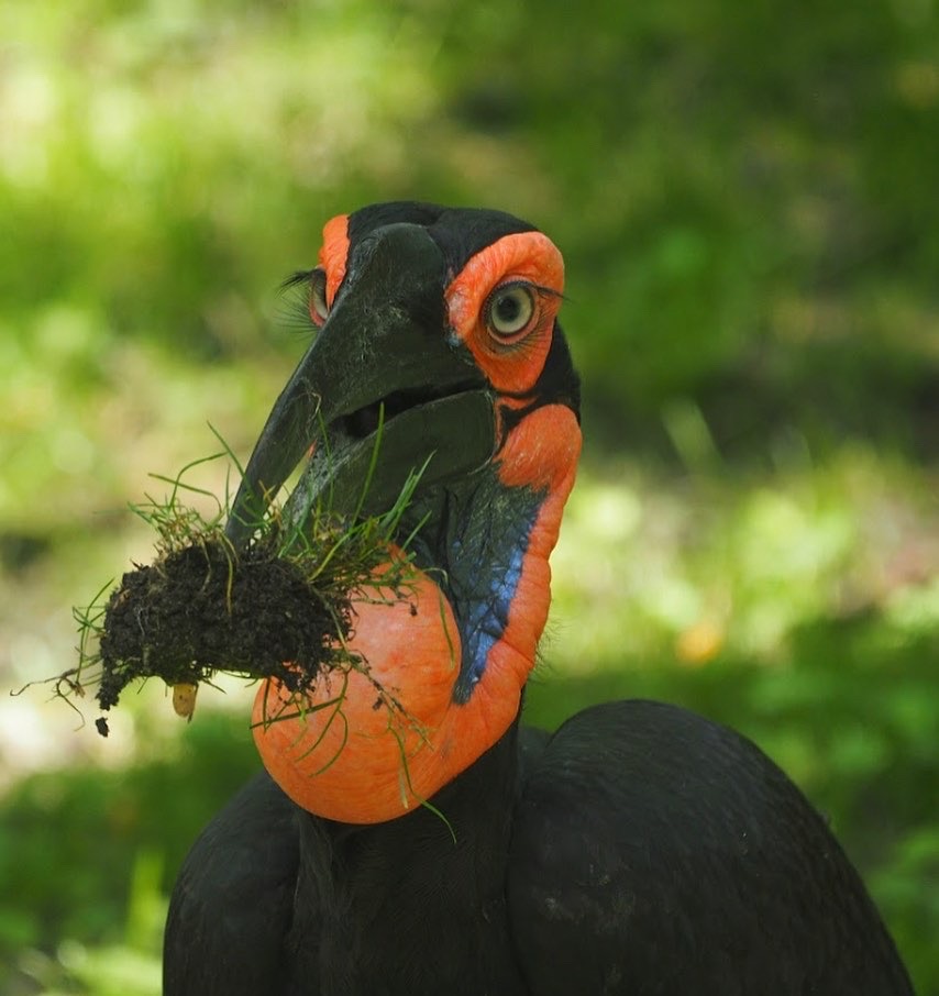 Southern ground hornbill