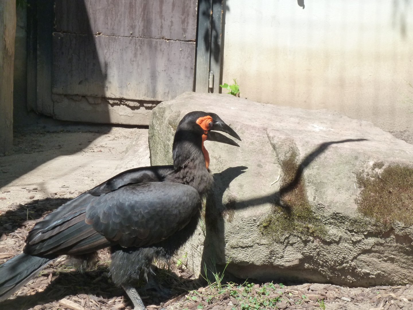 Southern ground hornbill