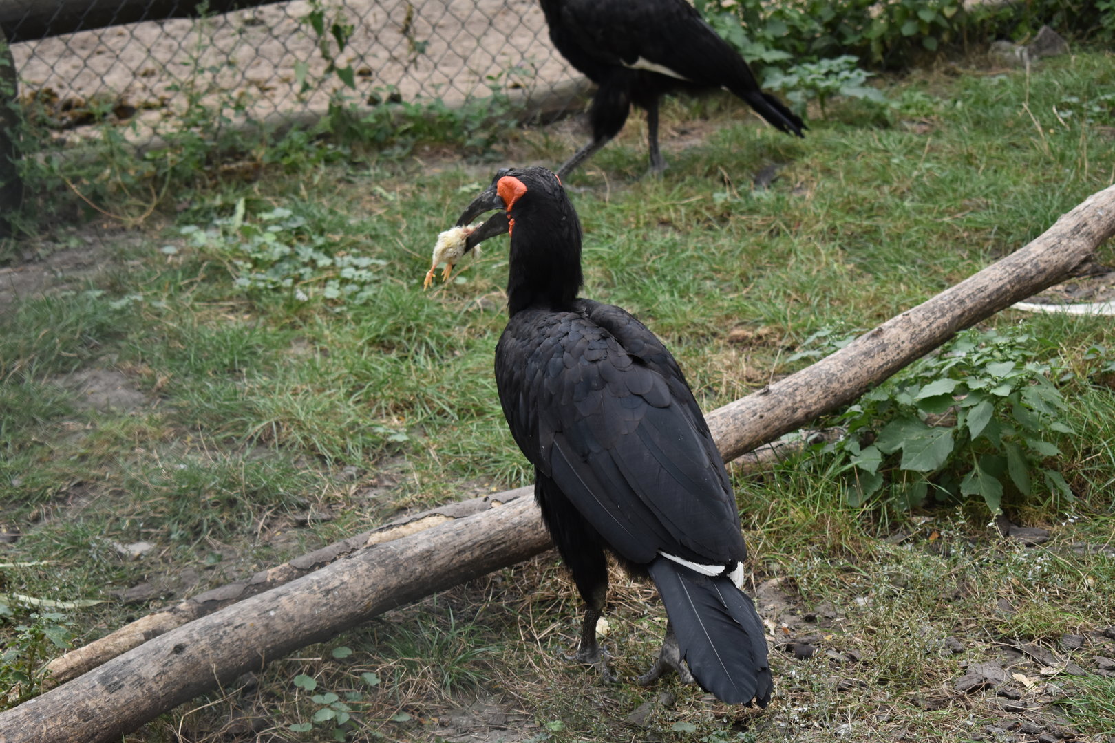 Southern ground hornbill