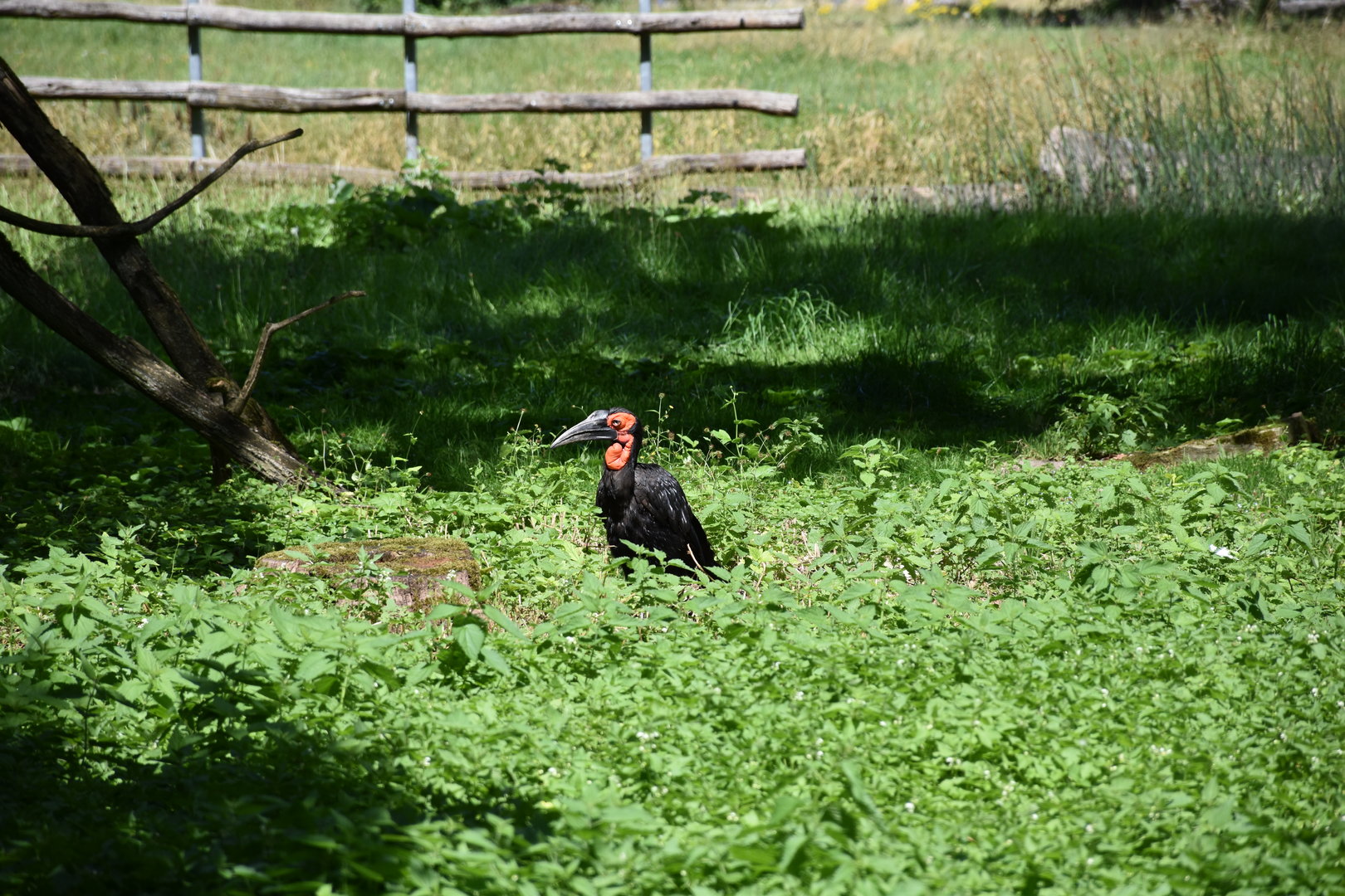 Southern ground hornbill