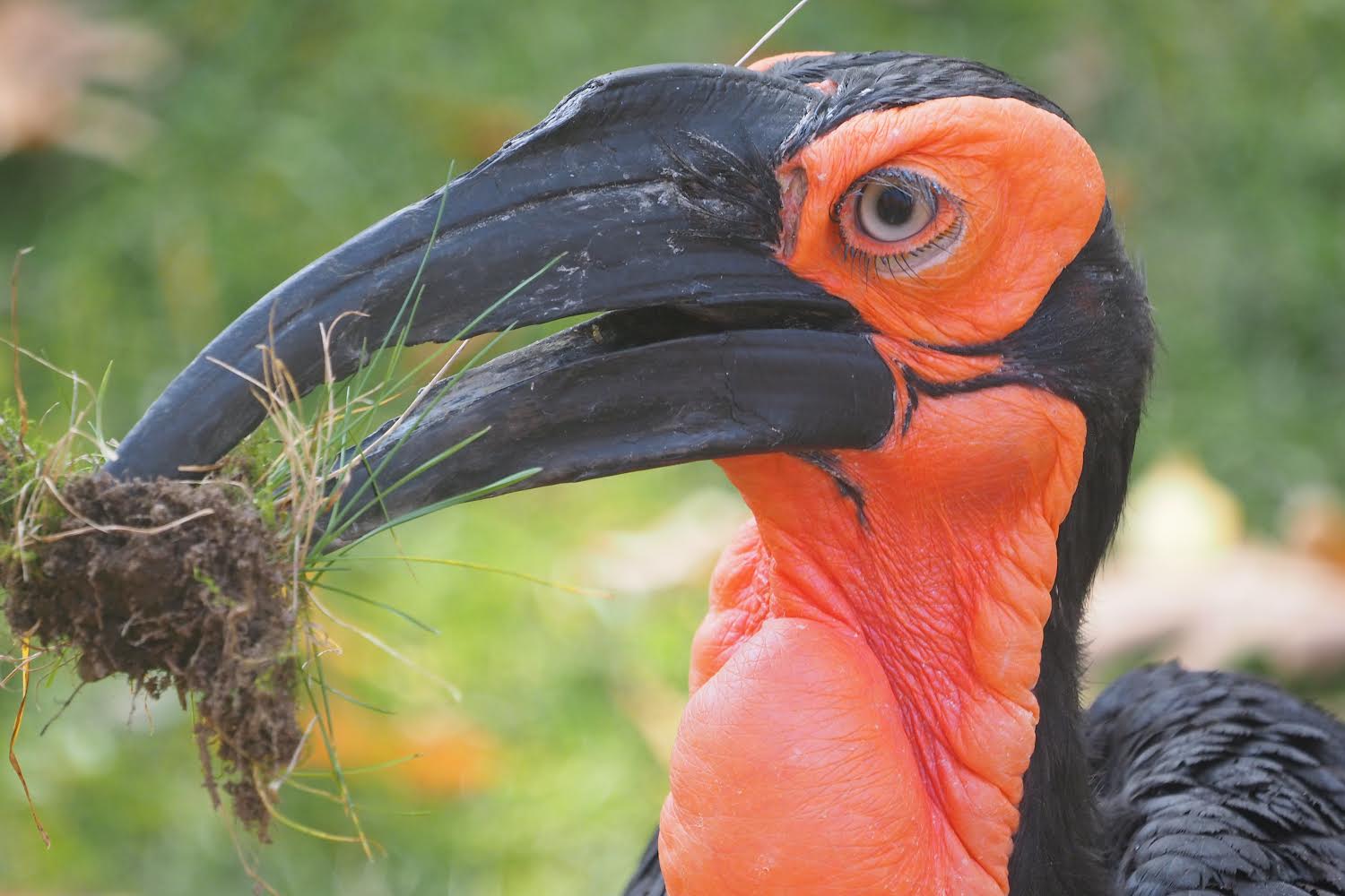 Southern ground hornbill