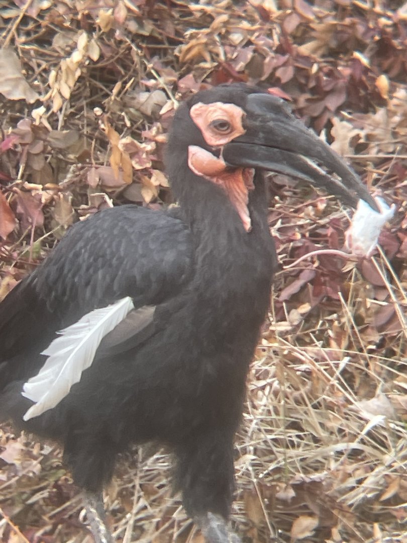 Southern Ground Hornbill