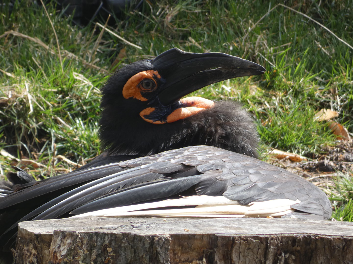 Southern Ground Hornbill