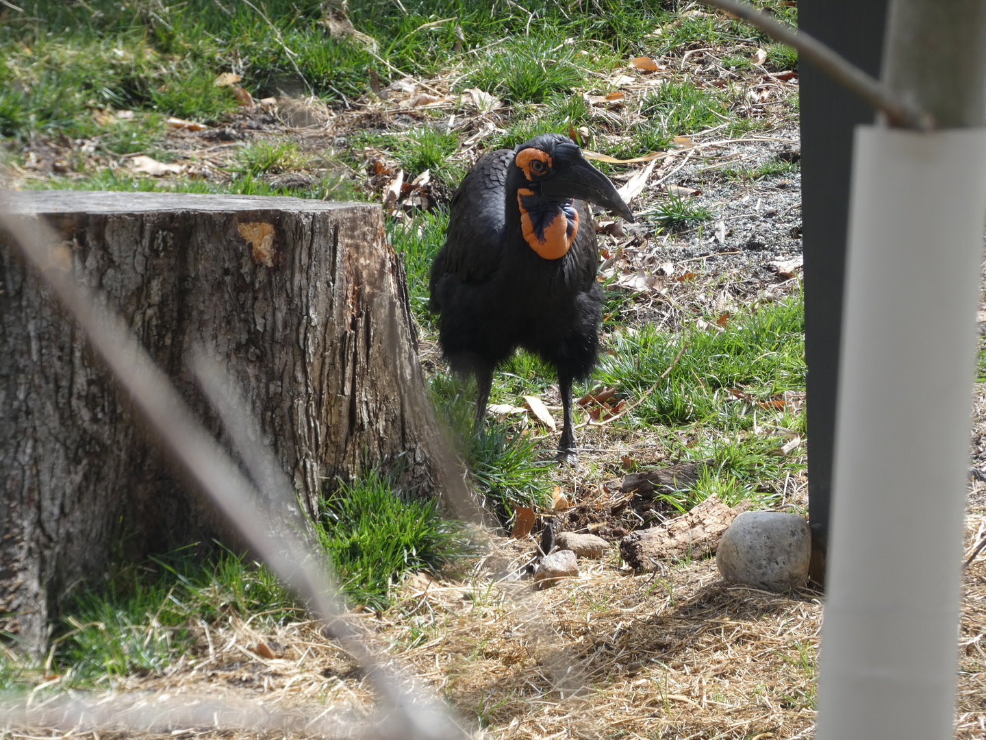 Southern Ground Hornbill