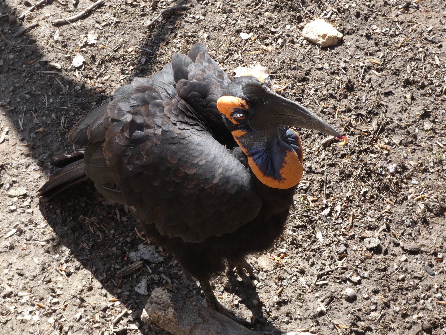 Southern Ground Hornbill