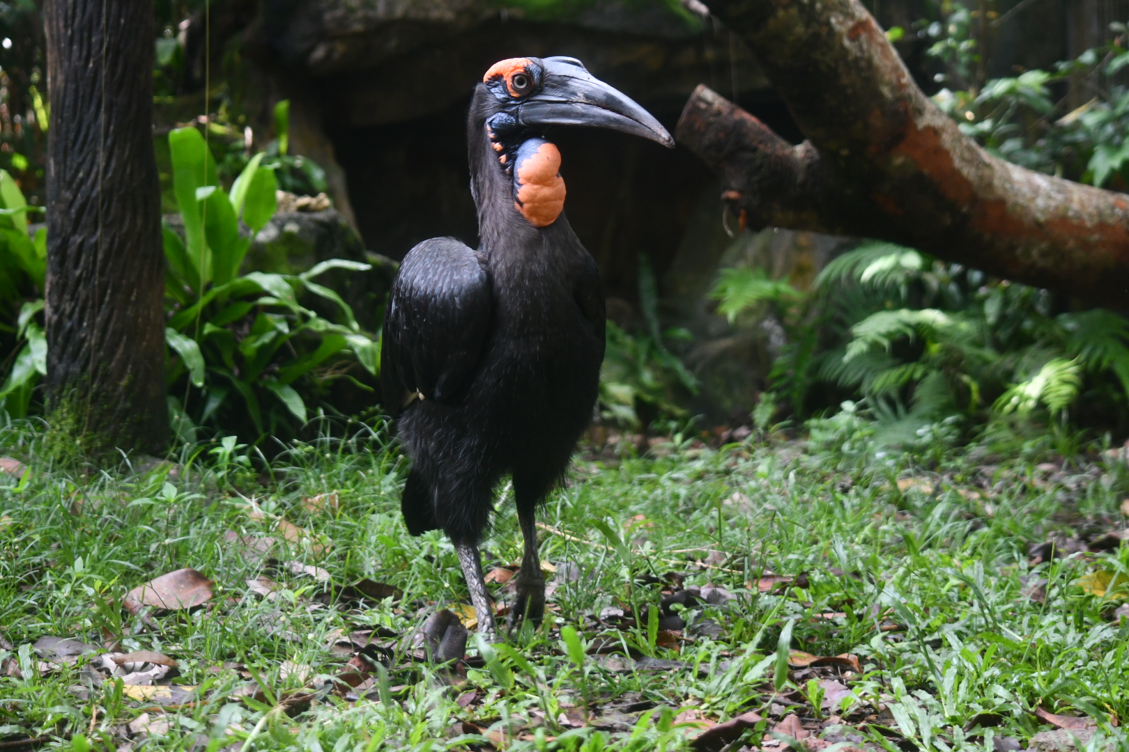 Southern Ground hornbill