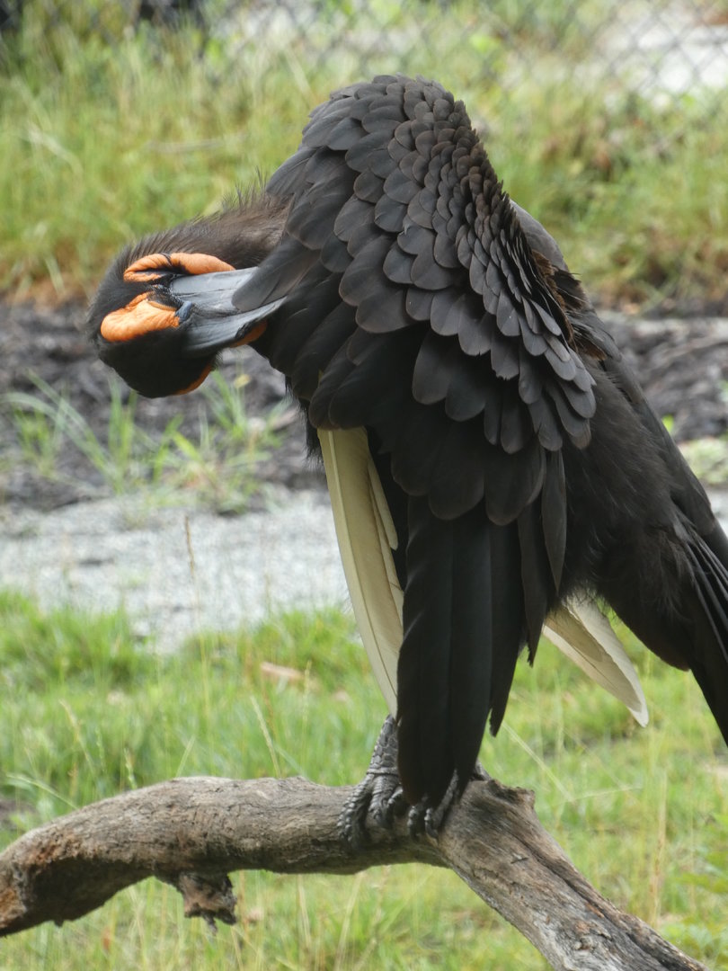 Southern Ground Hornbill