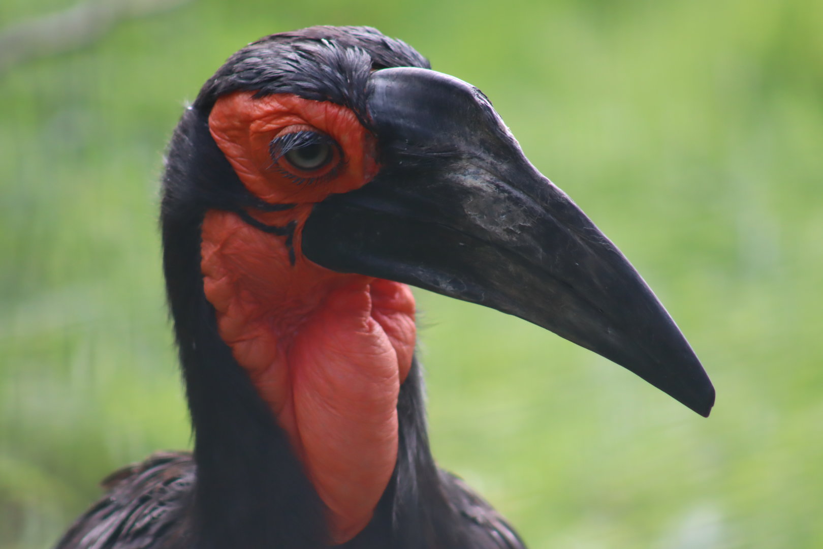 Southern Ground Hornbill