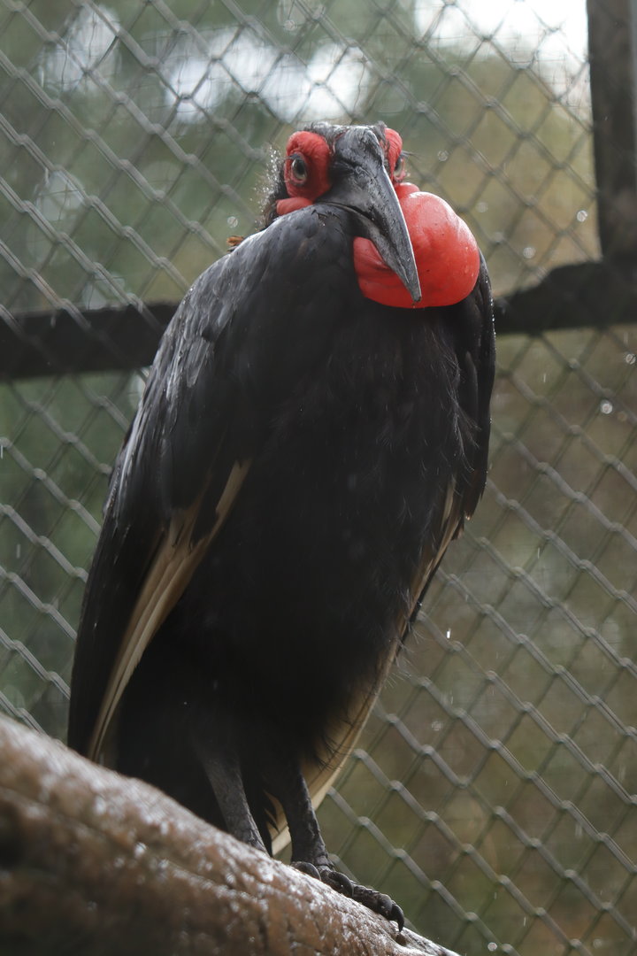 Southern ground hornbill