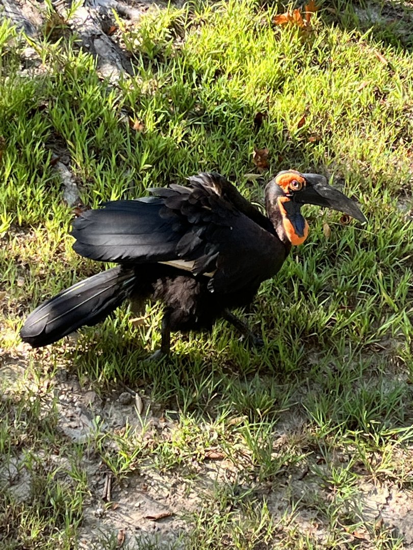 Southern Ground Hornbill