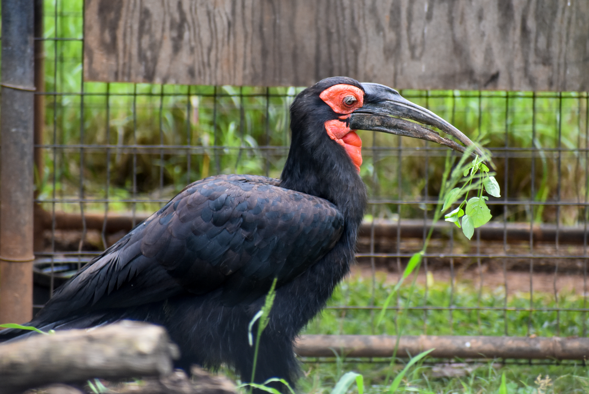 Southern Ground-Hornbill