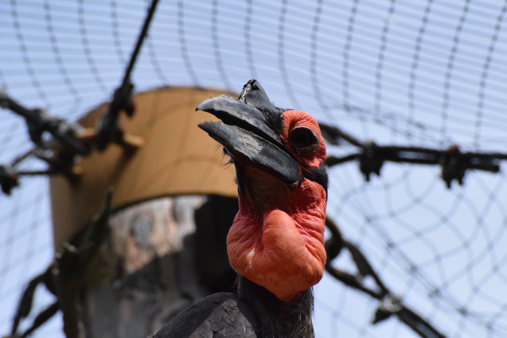 Southern ground hornbill