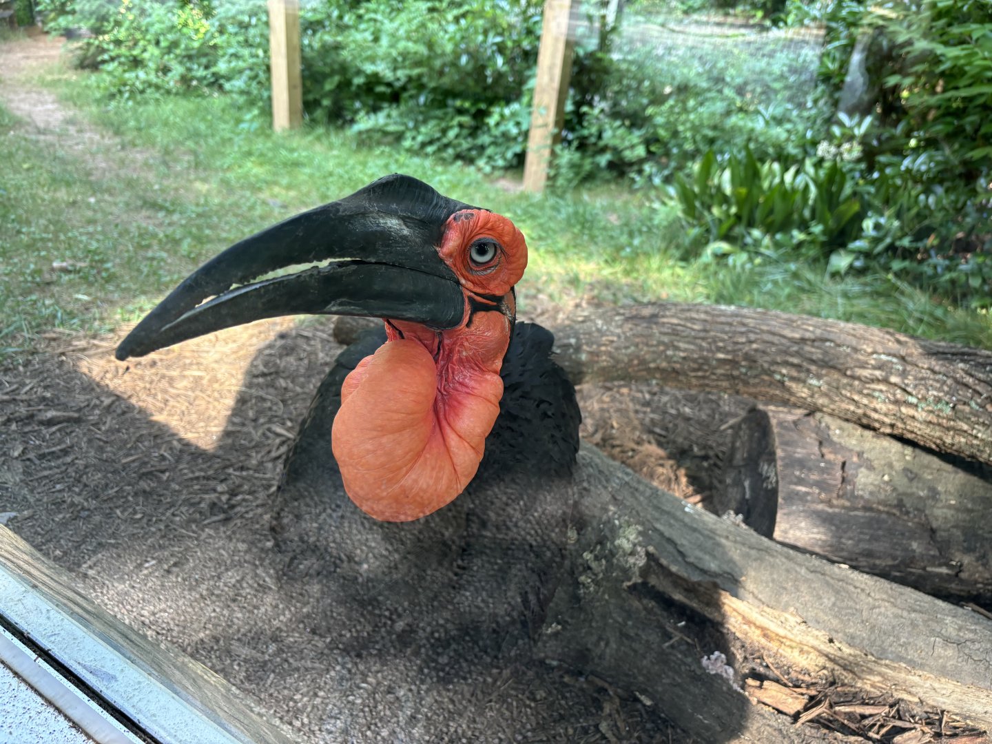 Southern Ground Hornbill