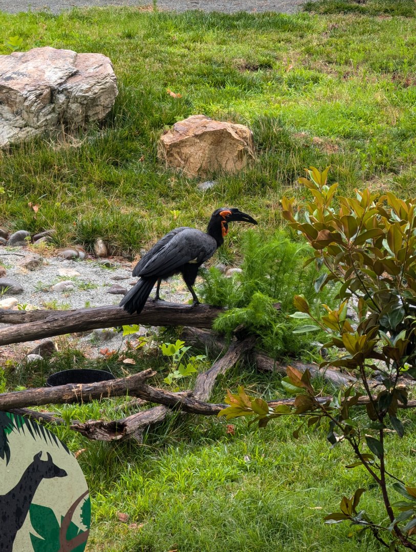 Southern Ground Hornbill