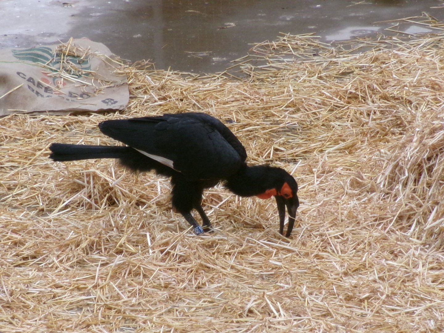 Southern ground hornbill