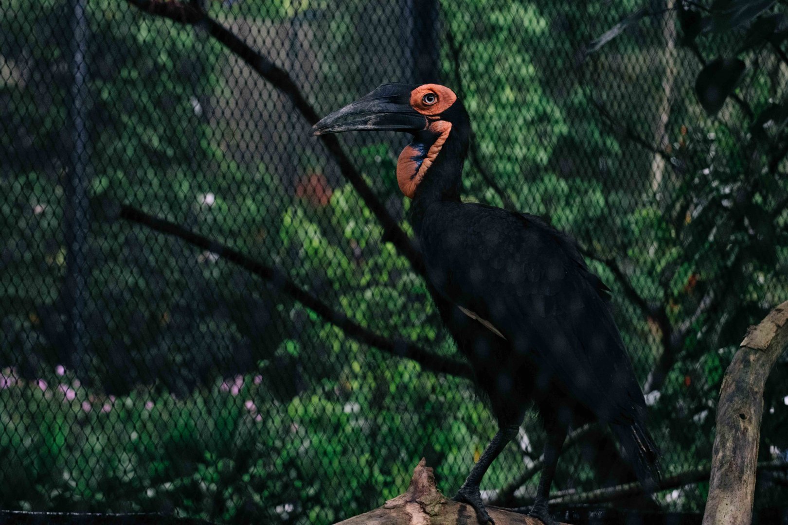 Southern Ground Hornbill