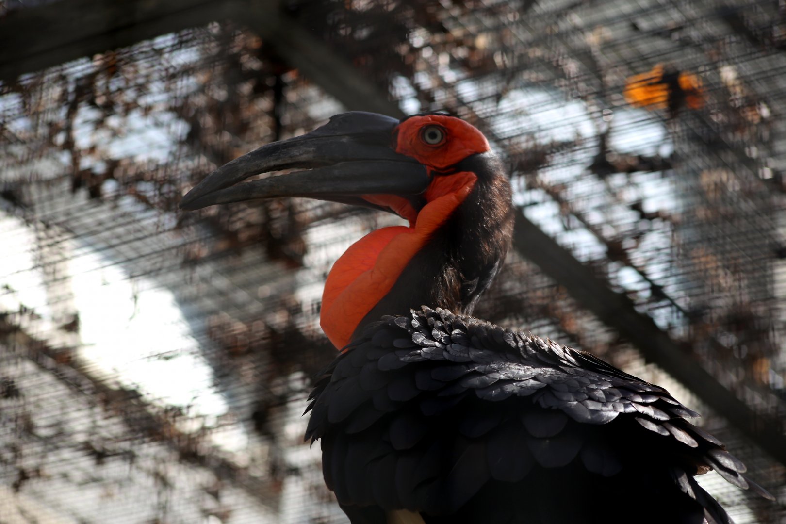 Southern Ground Hornbill