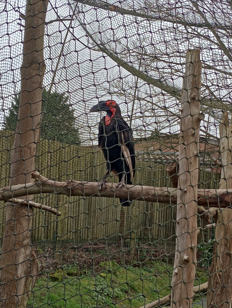 Southern ground hornbill