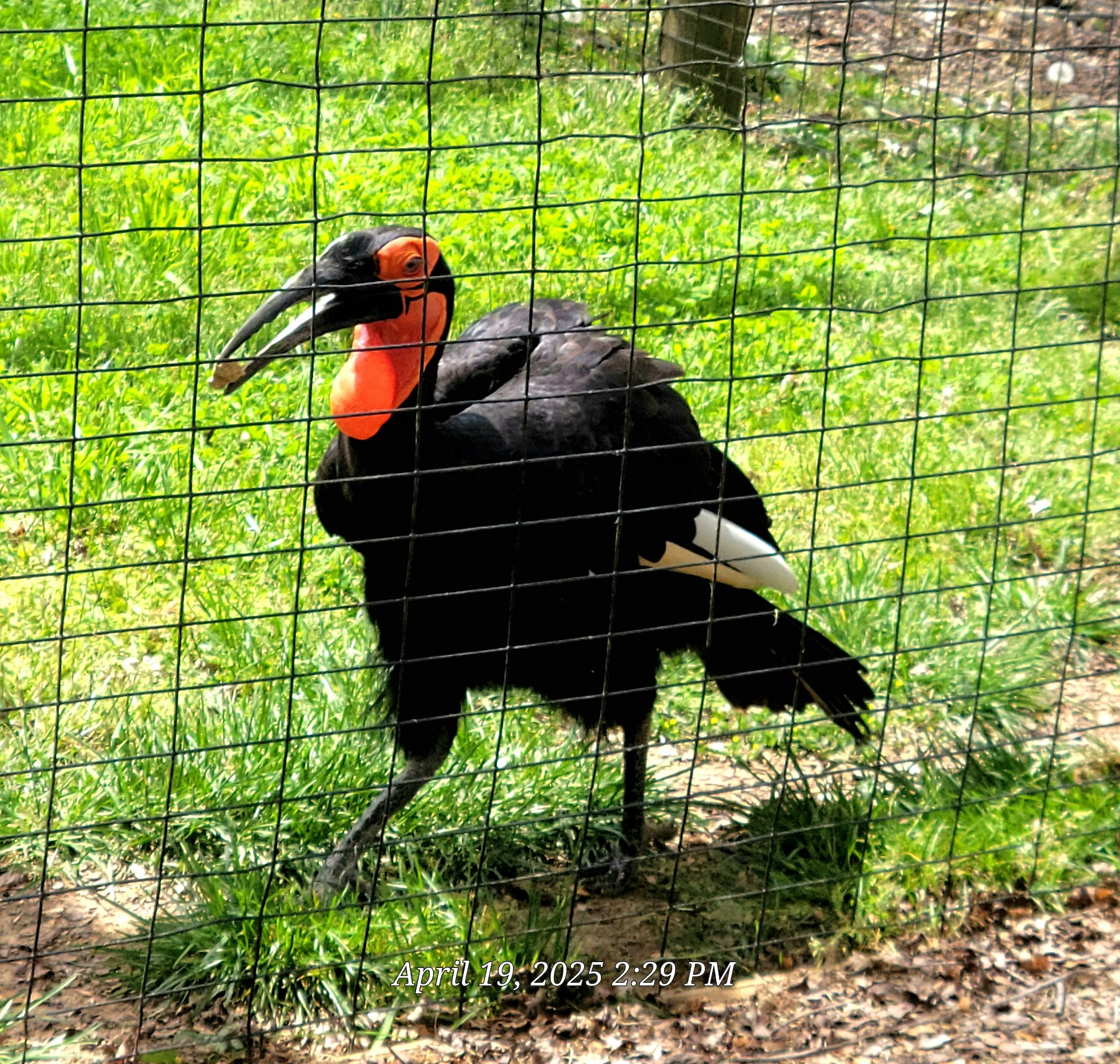 Southern Ground Hornbill
