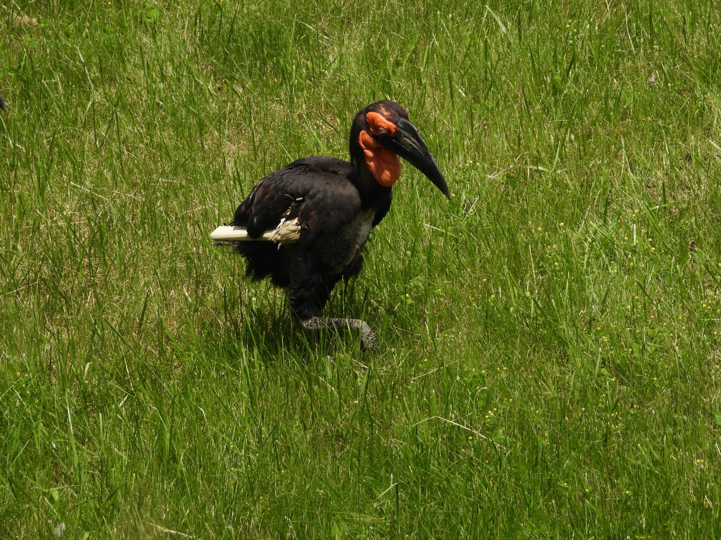 Southern ground hornbill