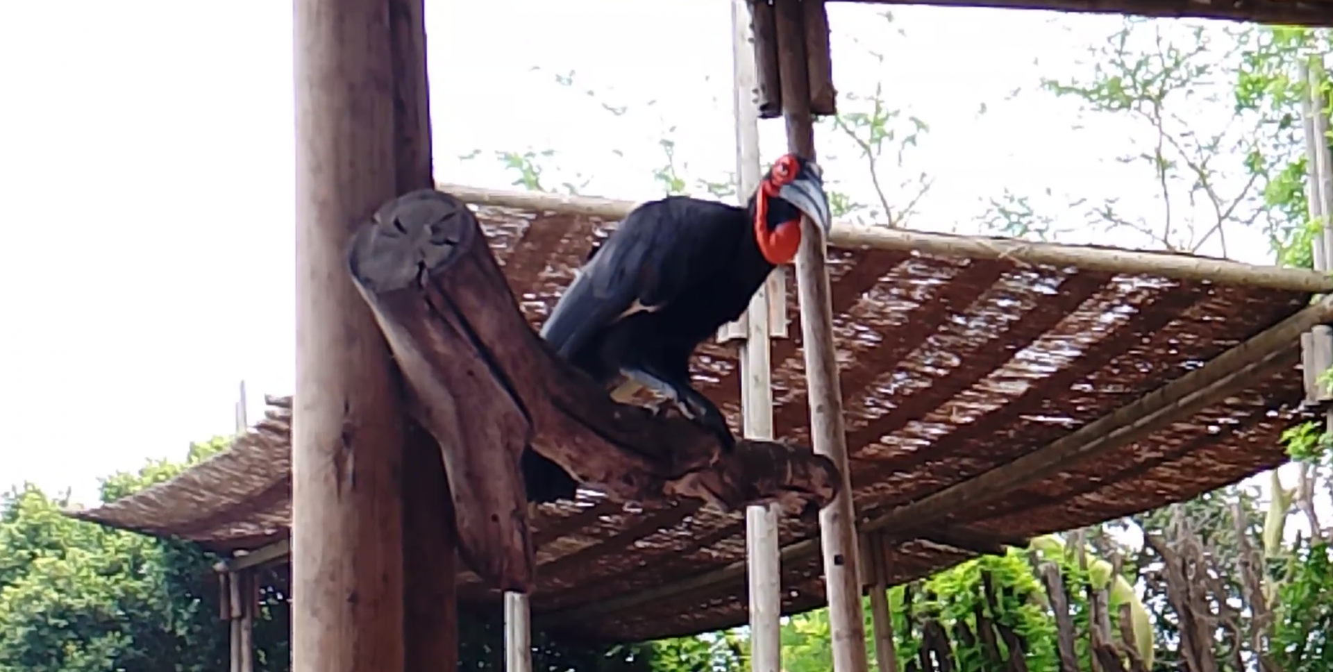 Southern ground hornbill
