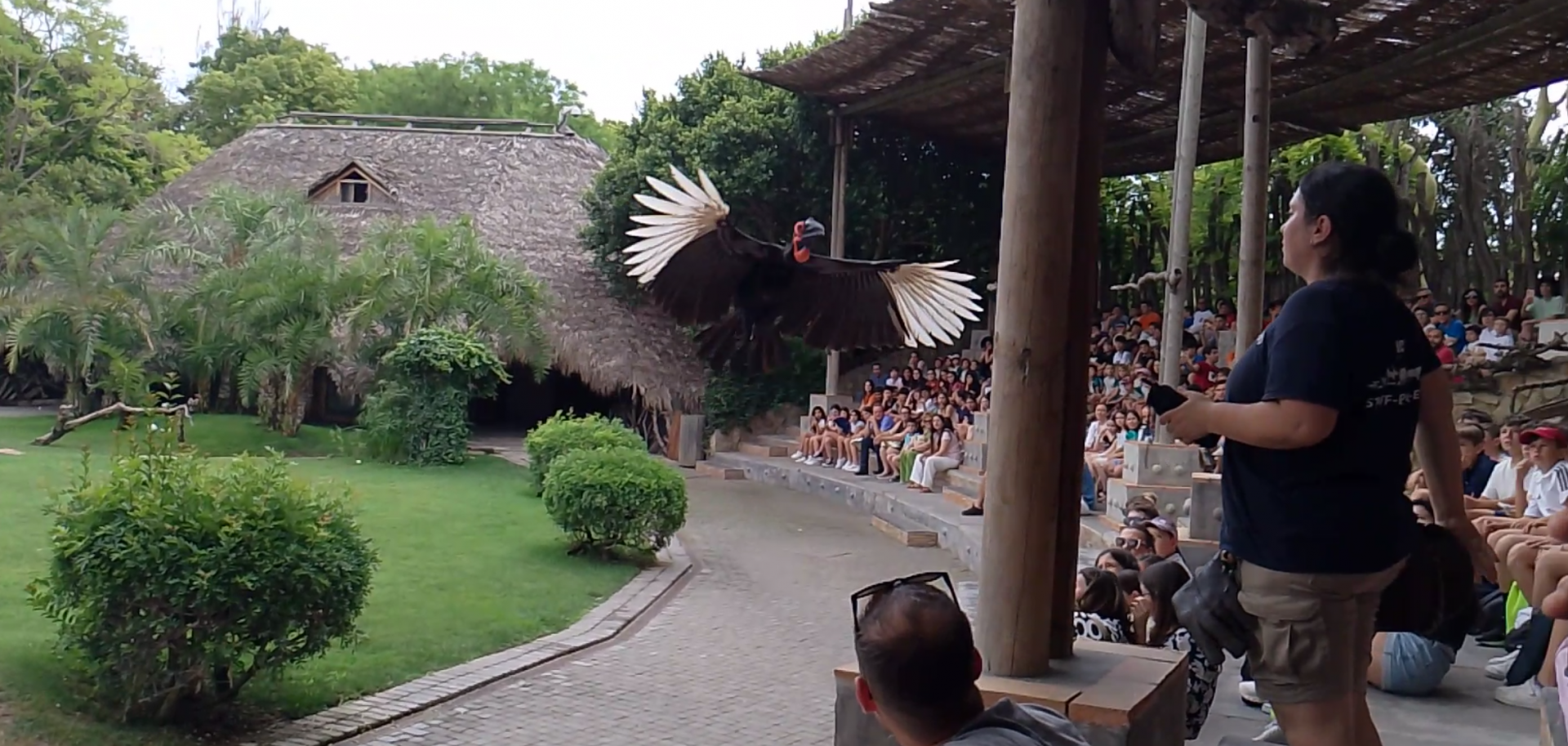 Southern ground hornbill