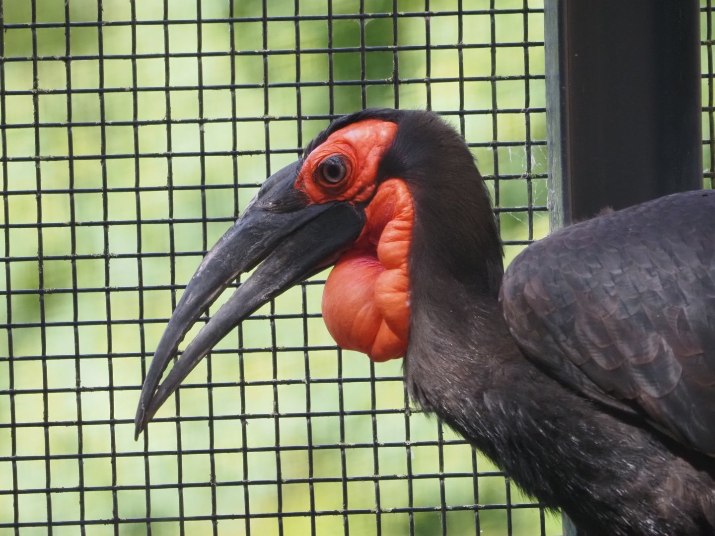 Southern Ground Hornbill