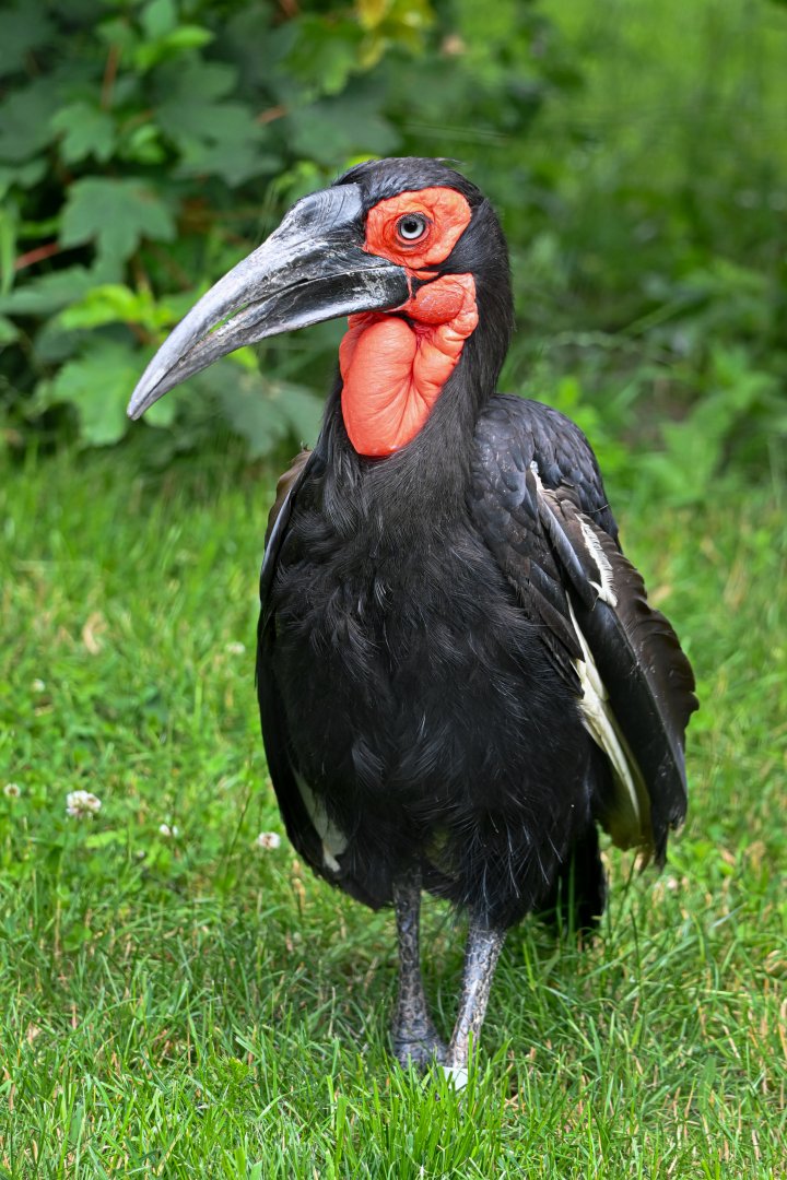 Southern ground hornbill