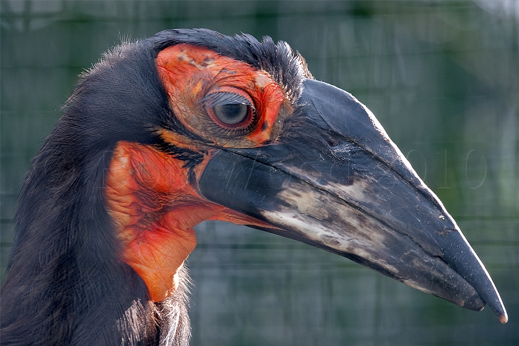 Southern Ground Hornbill