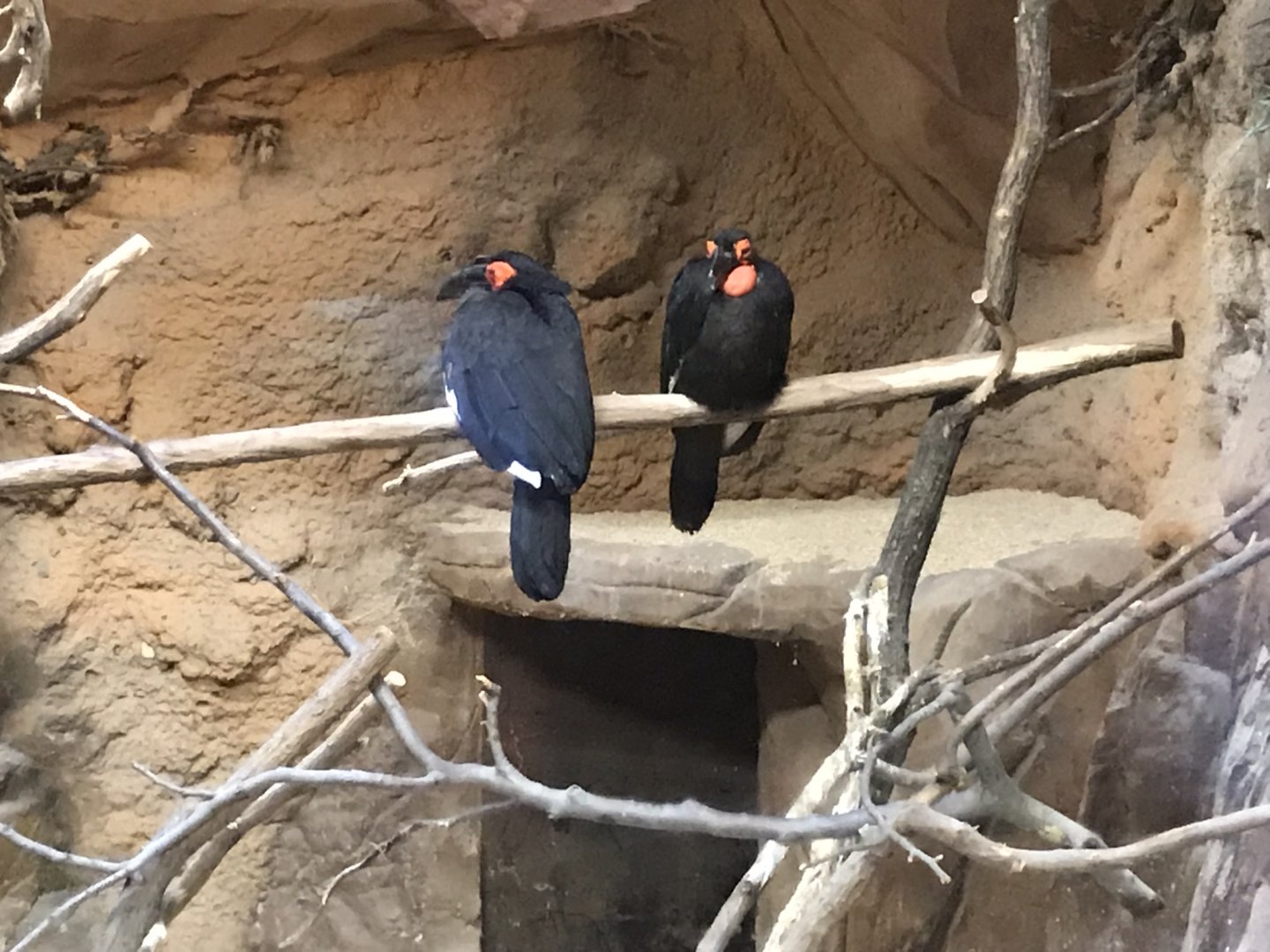 Southern ground hornbills 280118