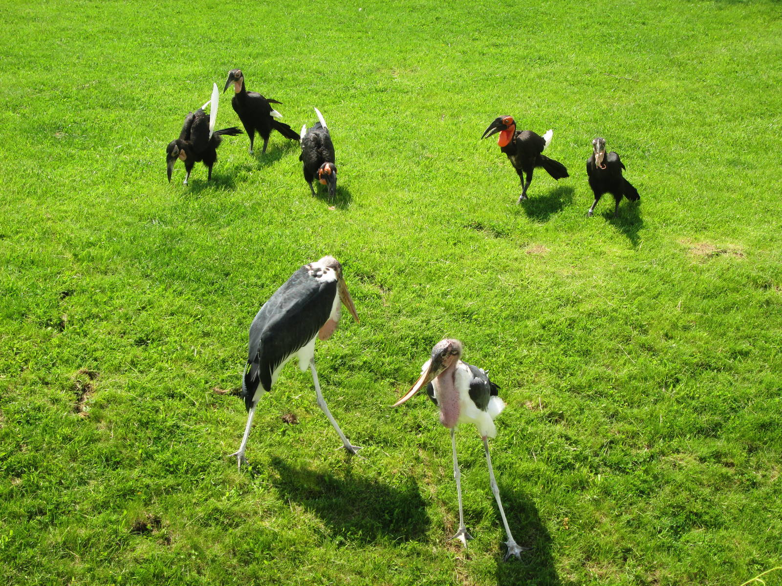 Southern Ground Hornbills and Marabou Storks