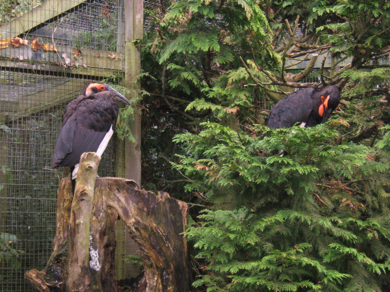 Southern Ground Hornbills at Birdworld