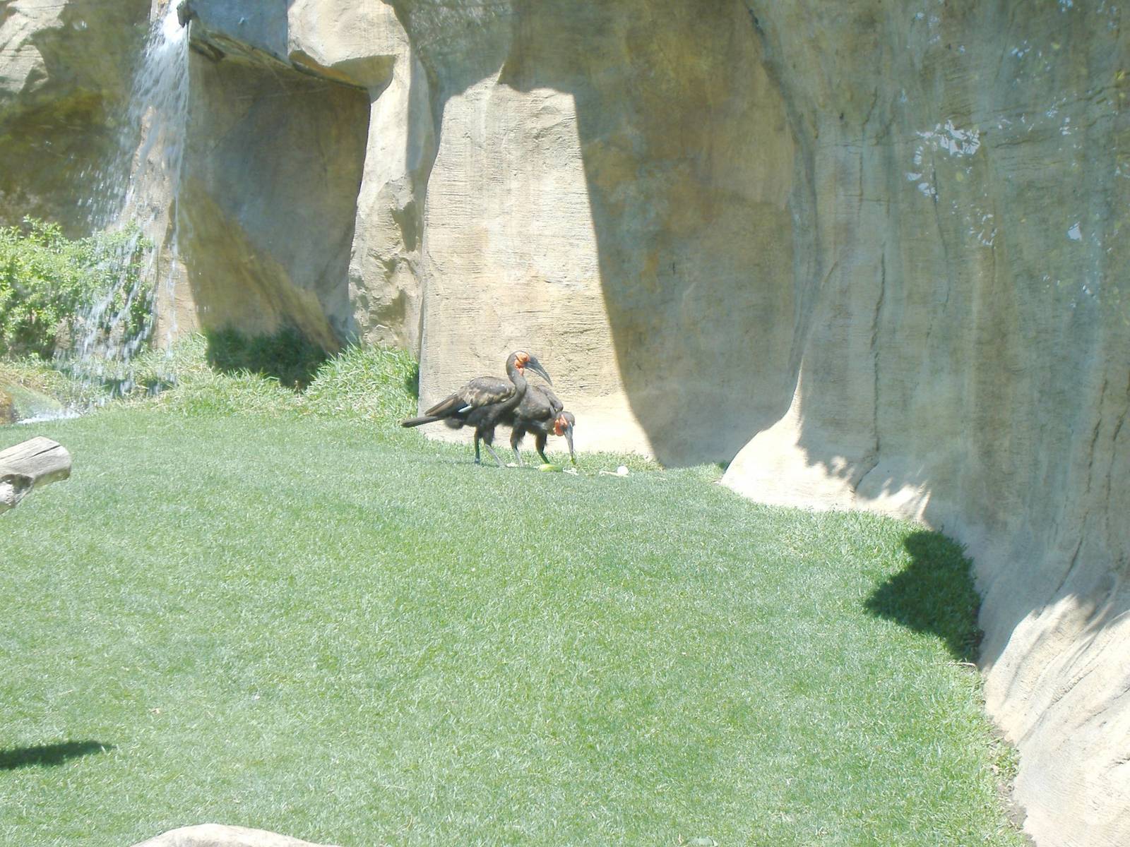 Southern ground hornbills at Fuengirola Zoo, 30 April 2009