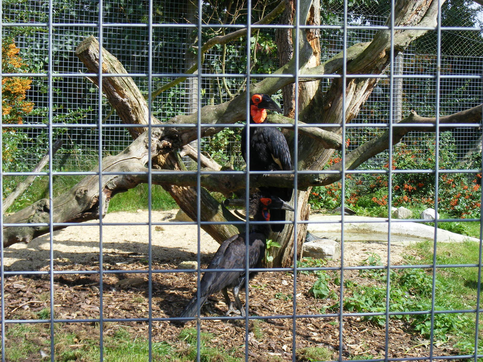 Southern ground hornbills at Marwell Wildlife, 2 September 2010