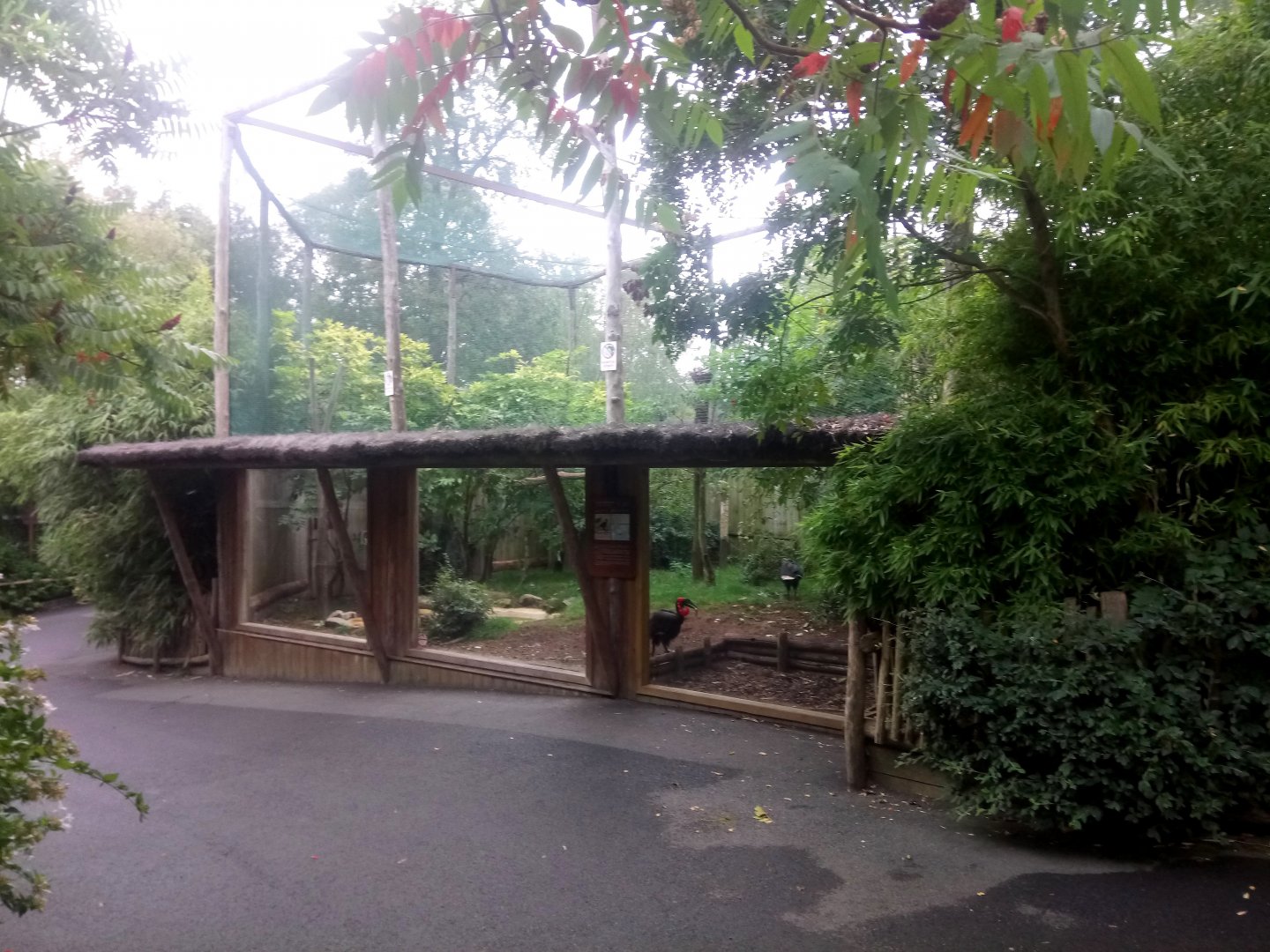 Southern Ground Hornbills Aviary