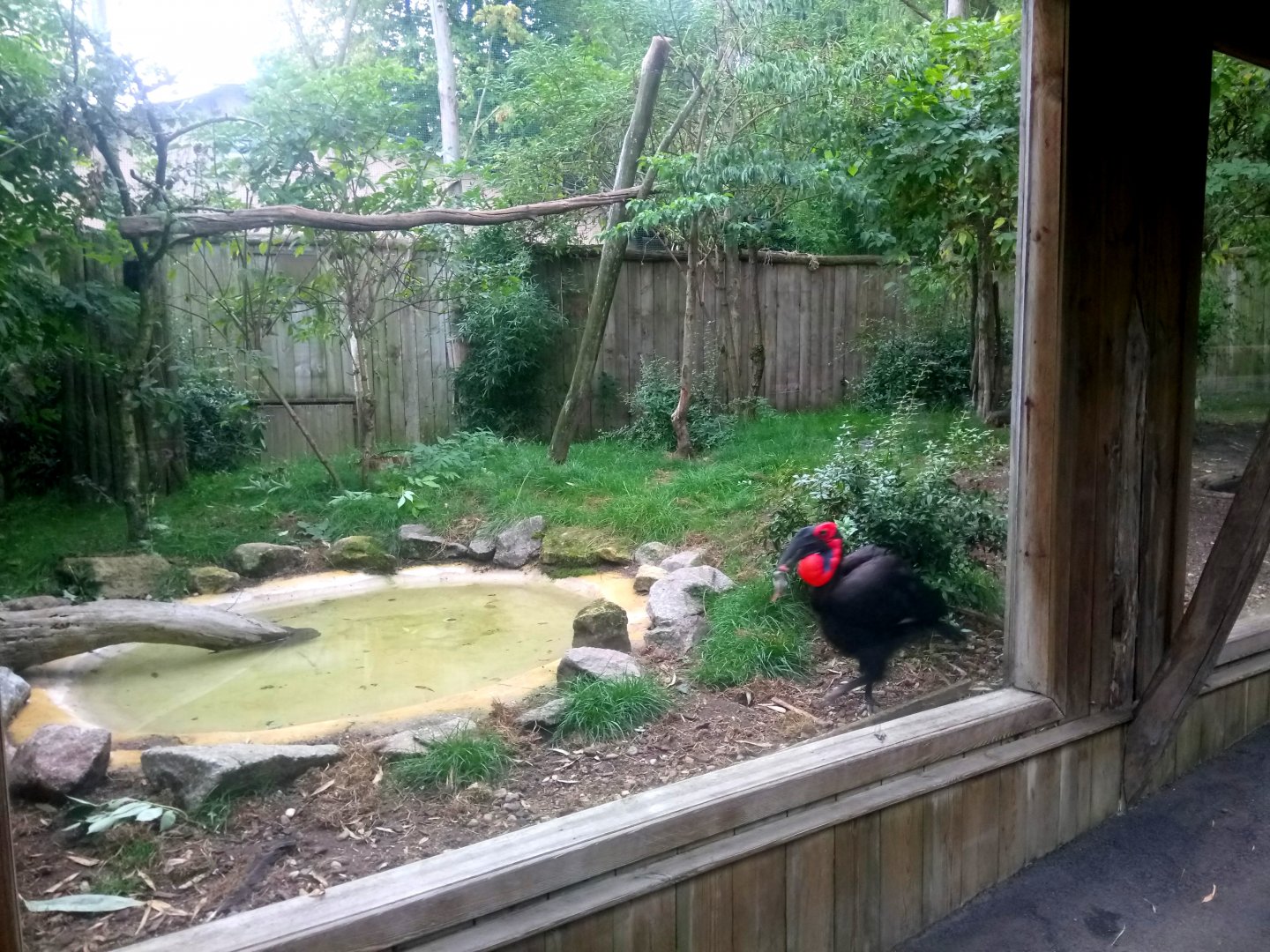 Southern Ground Hornbills Aviary