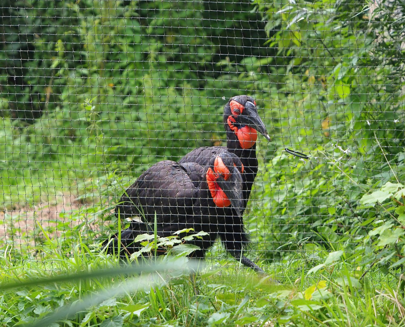 Southern ground hornbills (Bucorvus leadbeateri), 2023-08-17