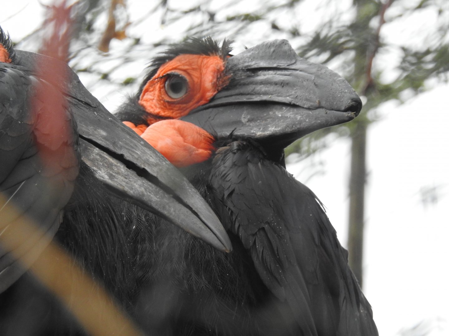 Southern Ground Hornbills (Bucorvus leadbeateri)