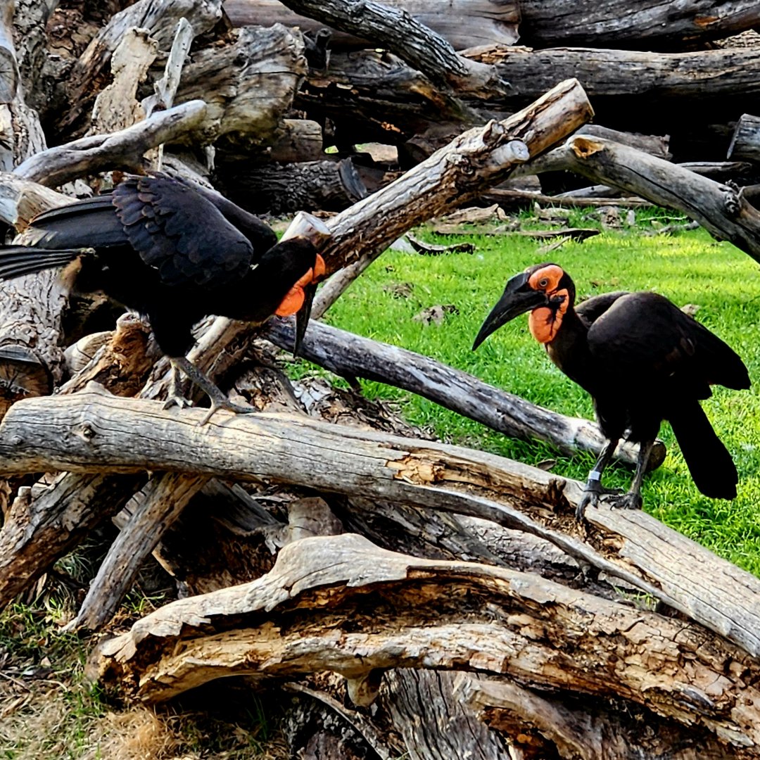 Southern Ground-Hornbills (Bucorvus leadbeateri)
