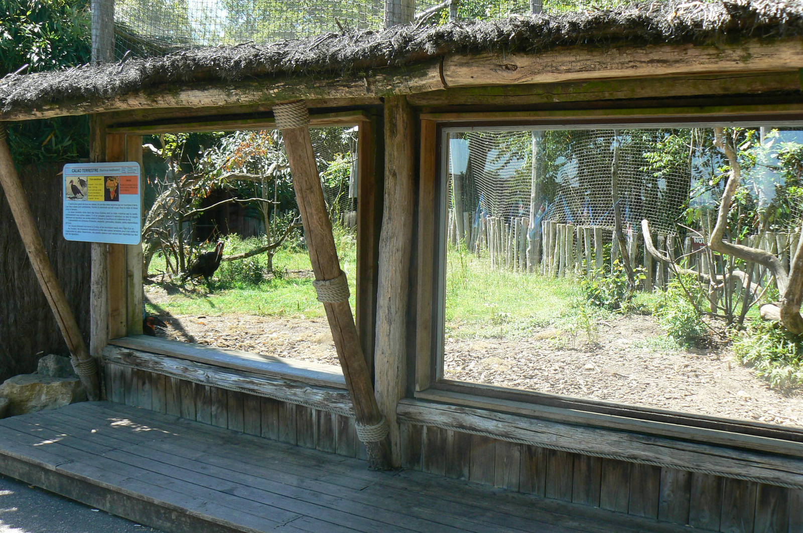 Southern ground hornbills exhibit