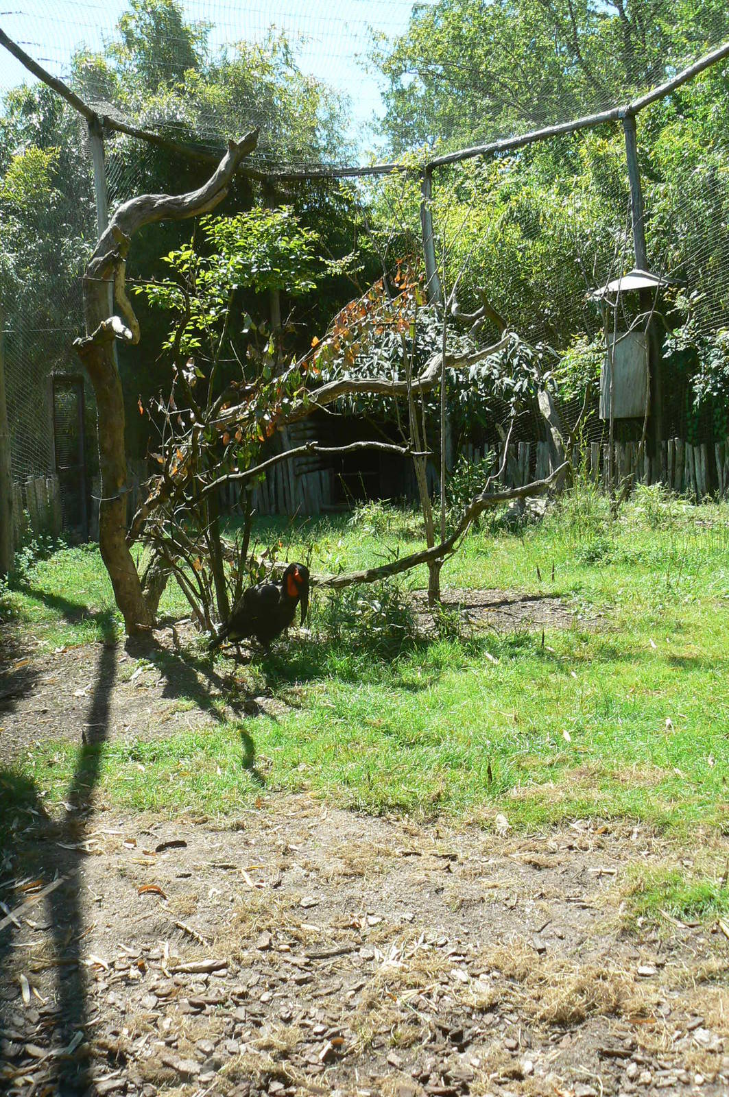 Southern ground hornbills exhibit