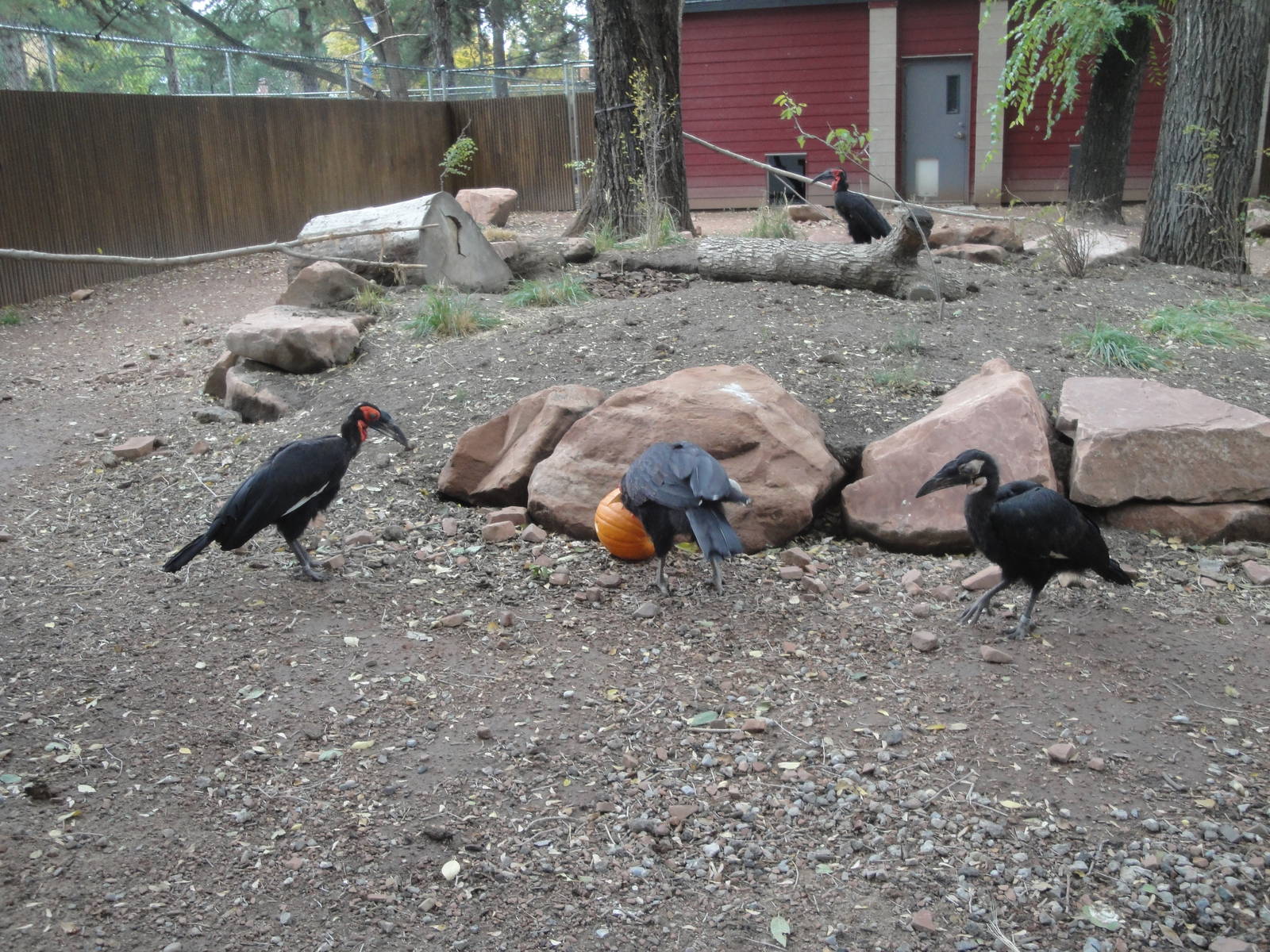 Southern Ground Hornbills