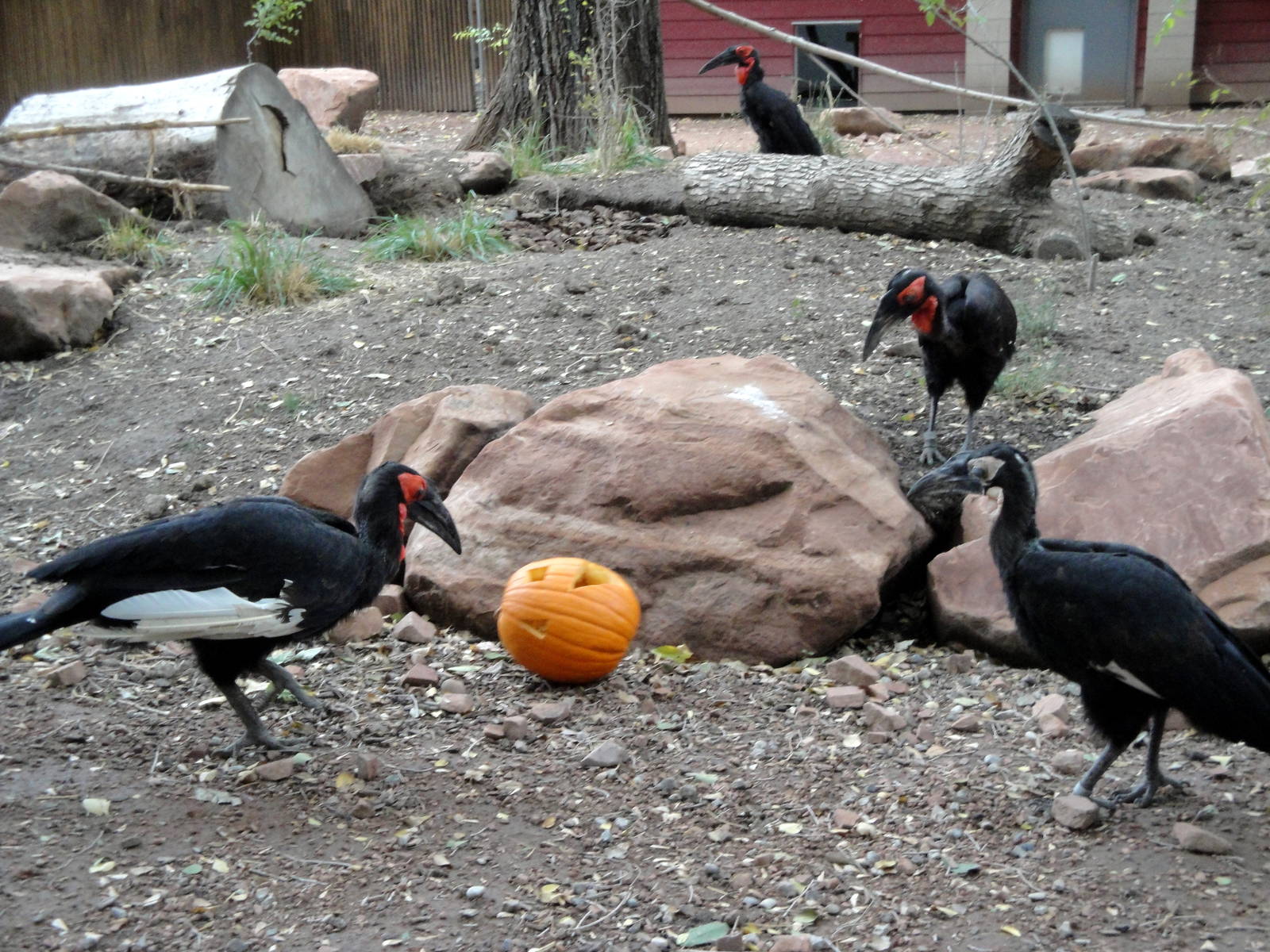 Southern Ground Hornbills