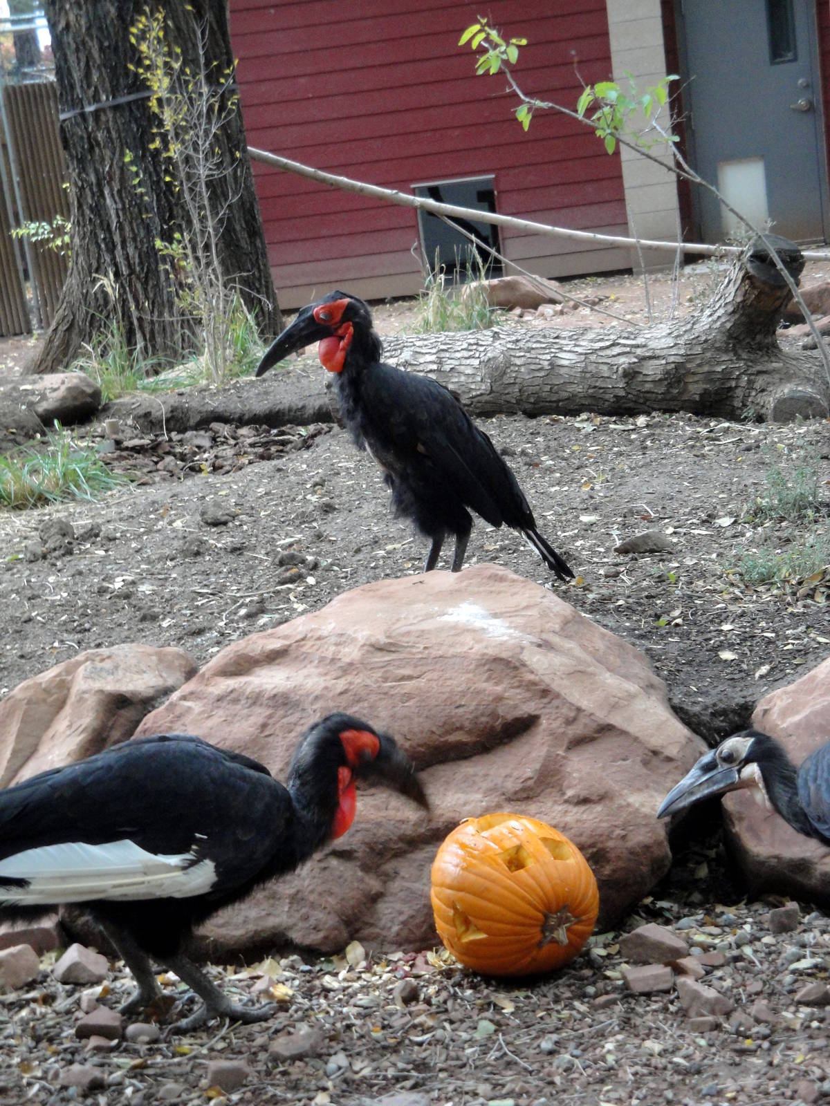 Southern Ground Hornbills
