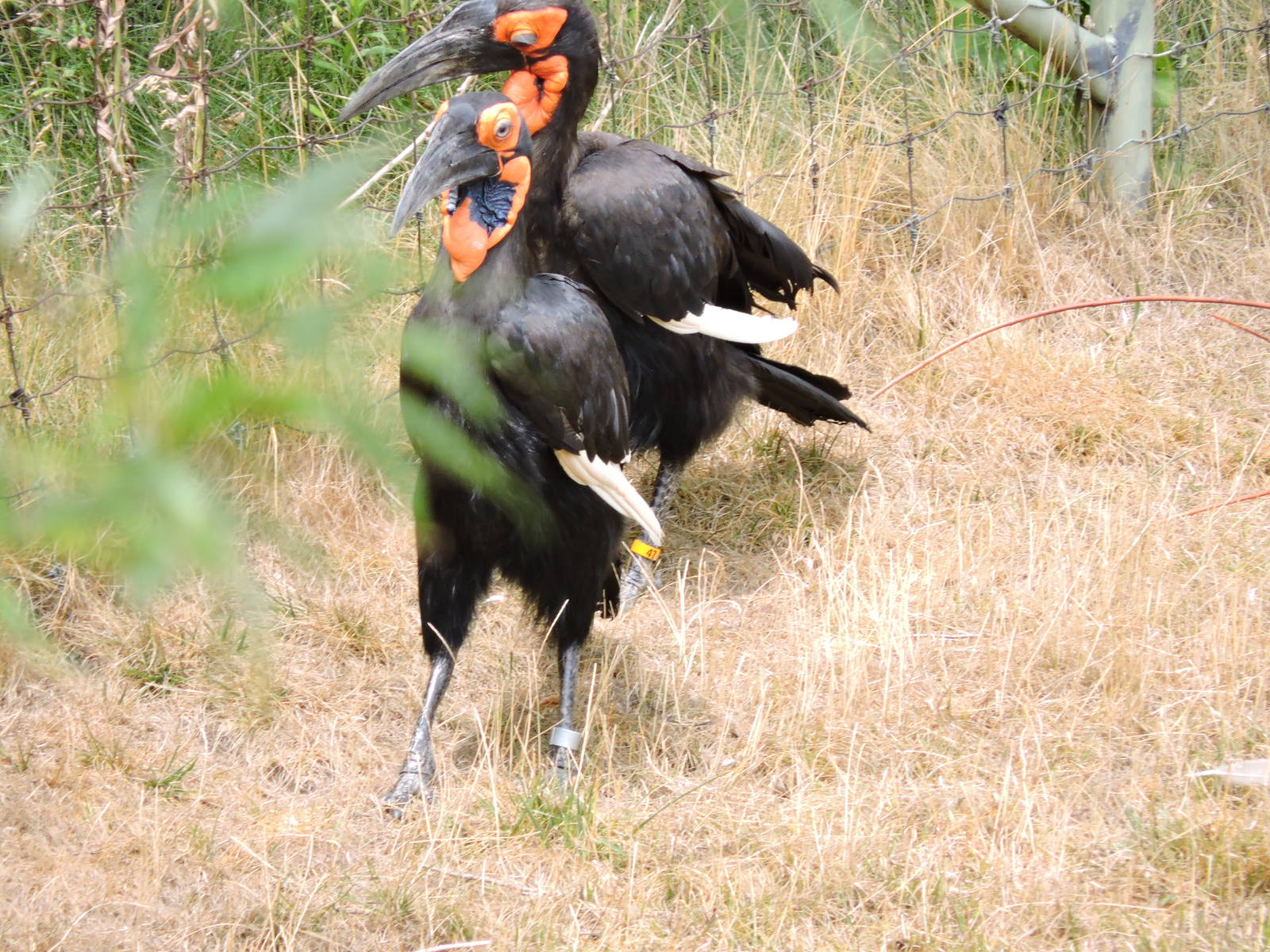 Southern Ground Hornbills