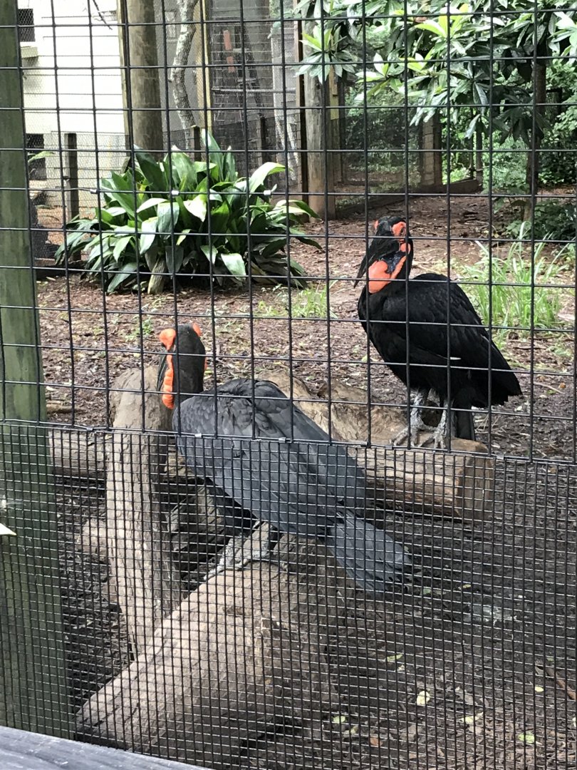 Southern ground hornbills