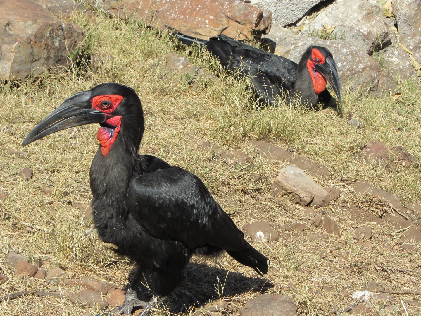 Southern Ground Hornbills