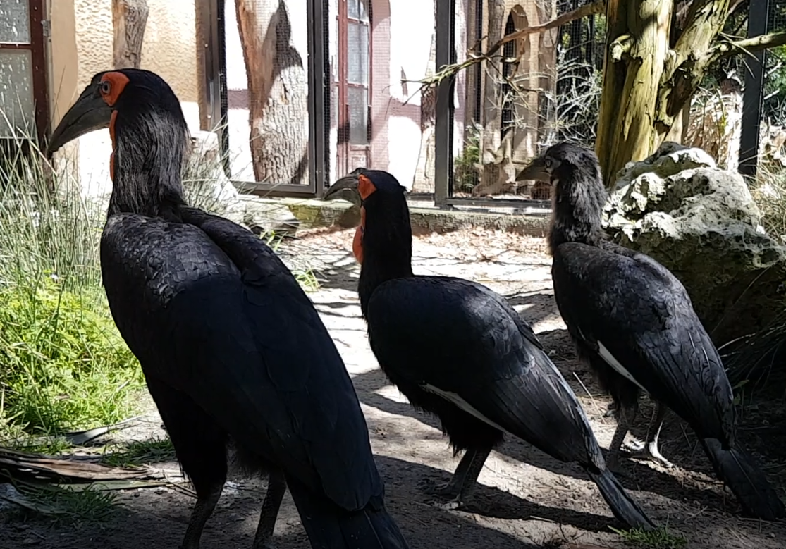 Southern ground hornbills
