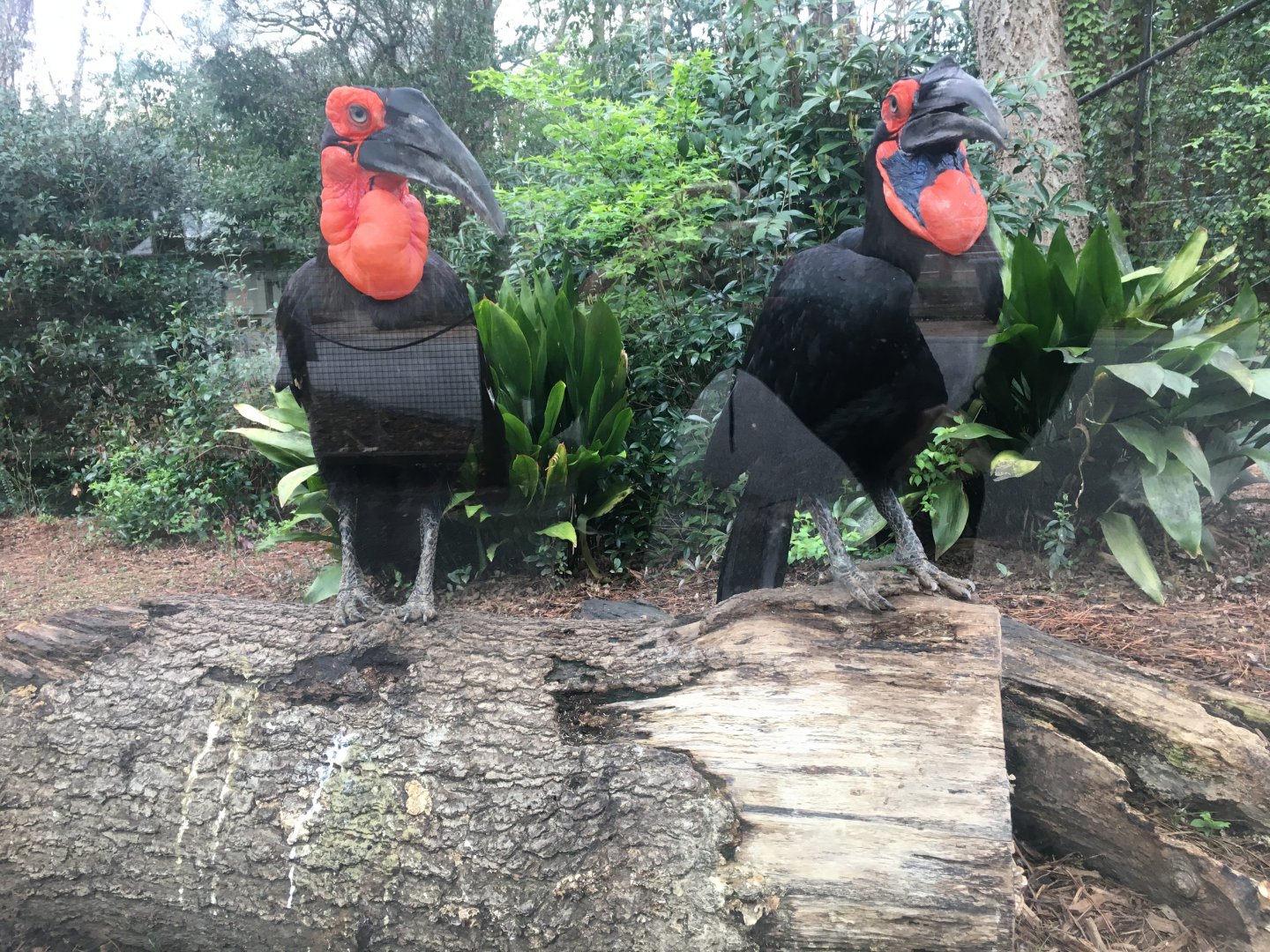 Southern ground hornbills