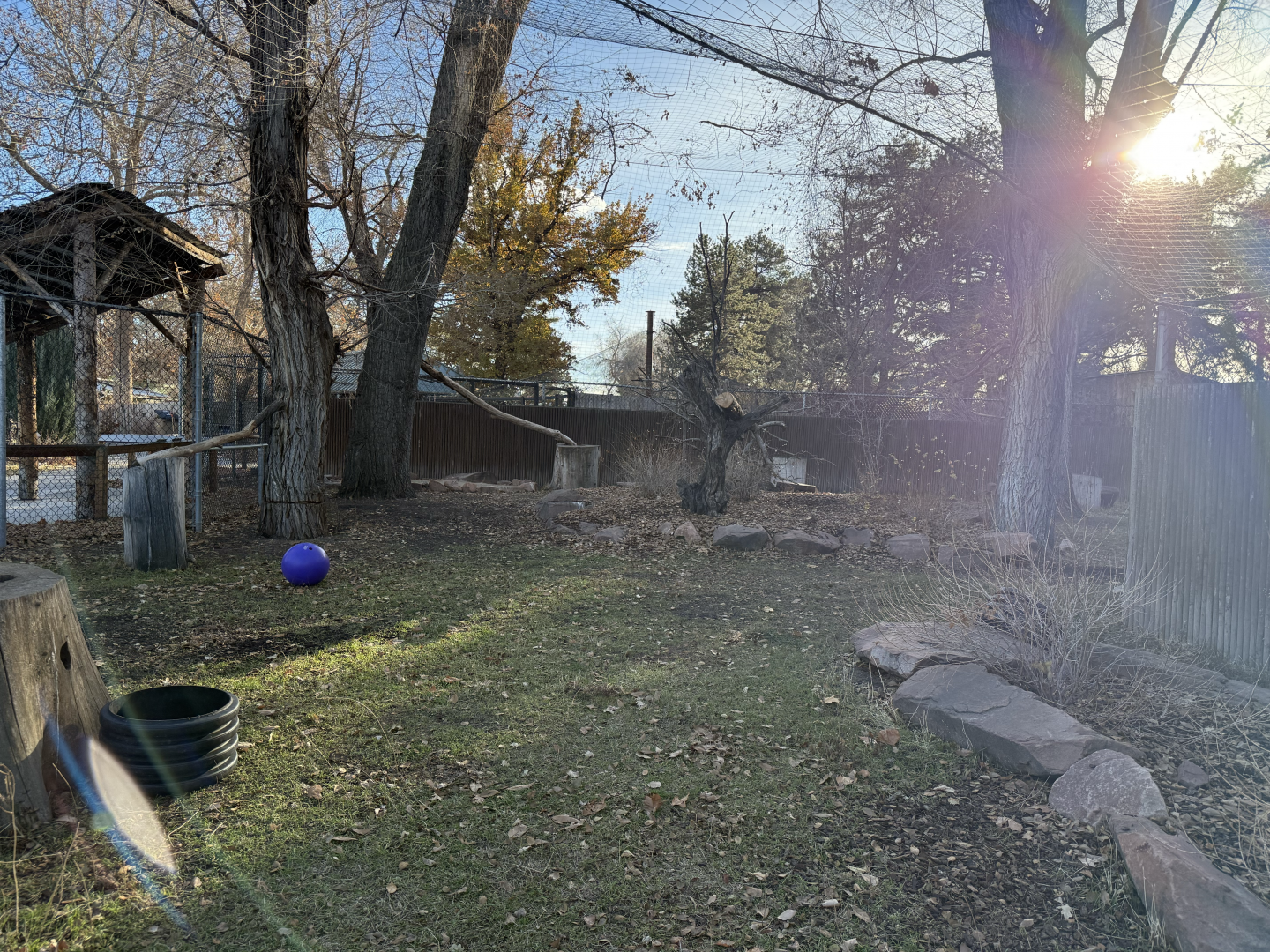 Southern Ground Hornbills